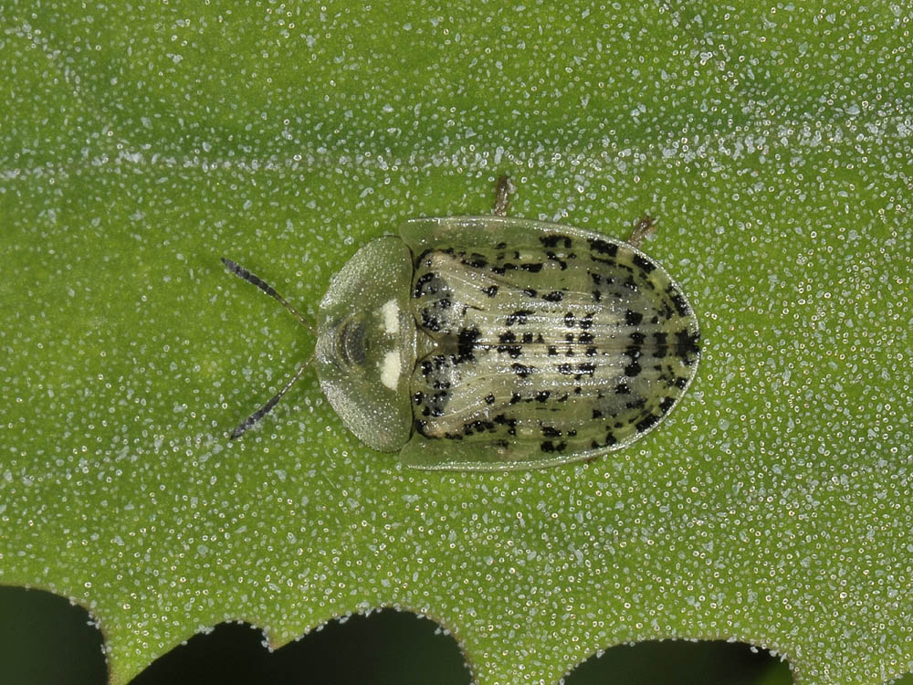 Cassida nebulosa (Chrysomelidae)